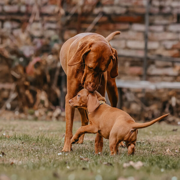 Fay-Keepir Litter