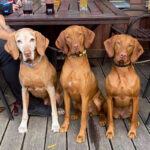 Our National Specialty & World Dog show stars