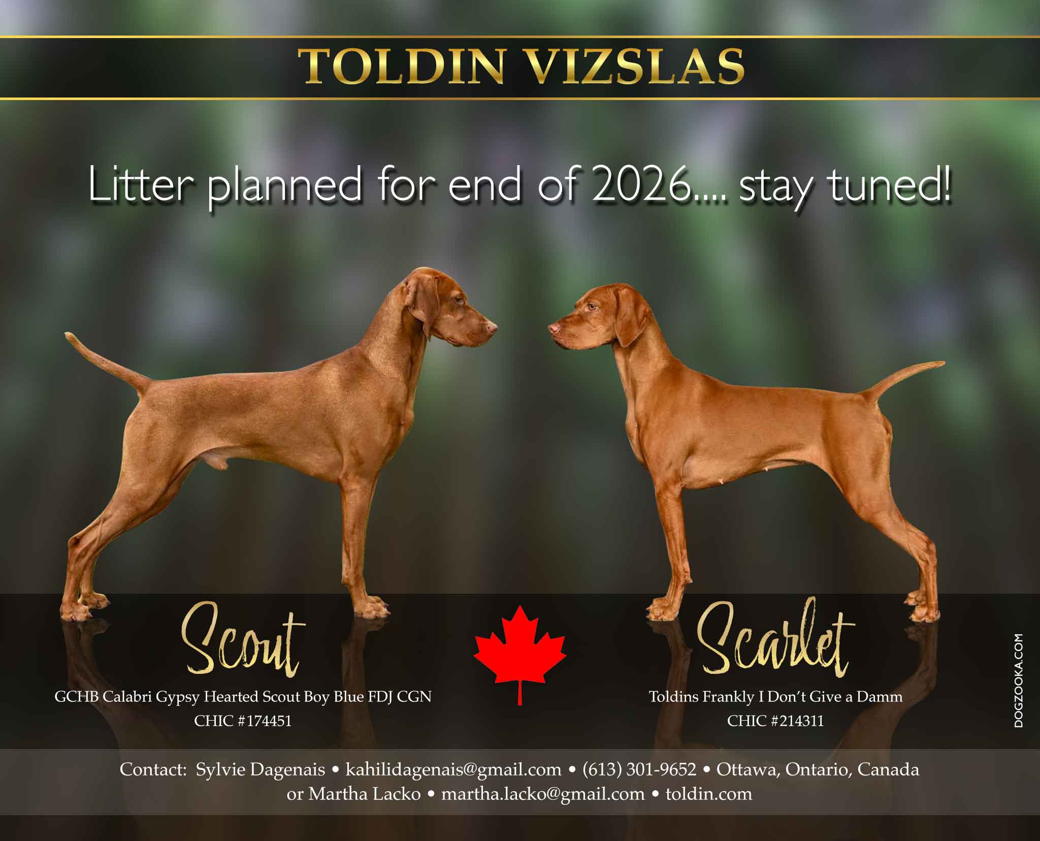 Scout & Scarlet litter planned for late 2026
